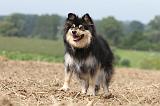 CHIEN FINNOIS DE LAPONIE 686